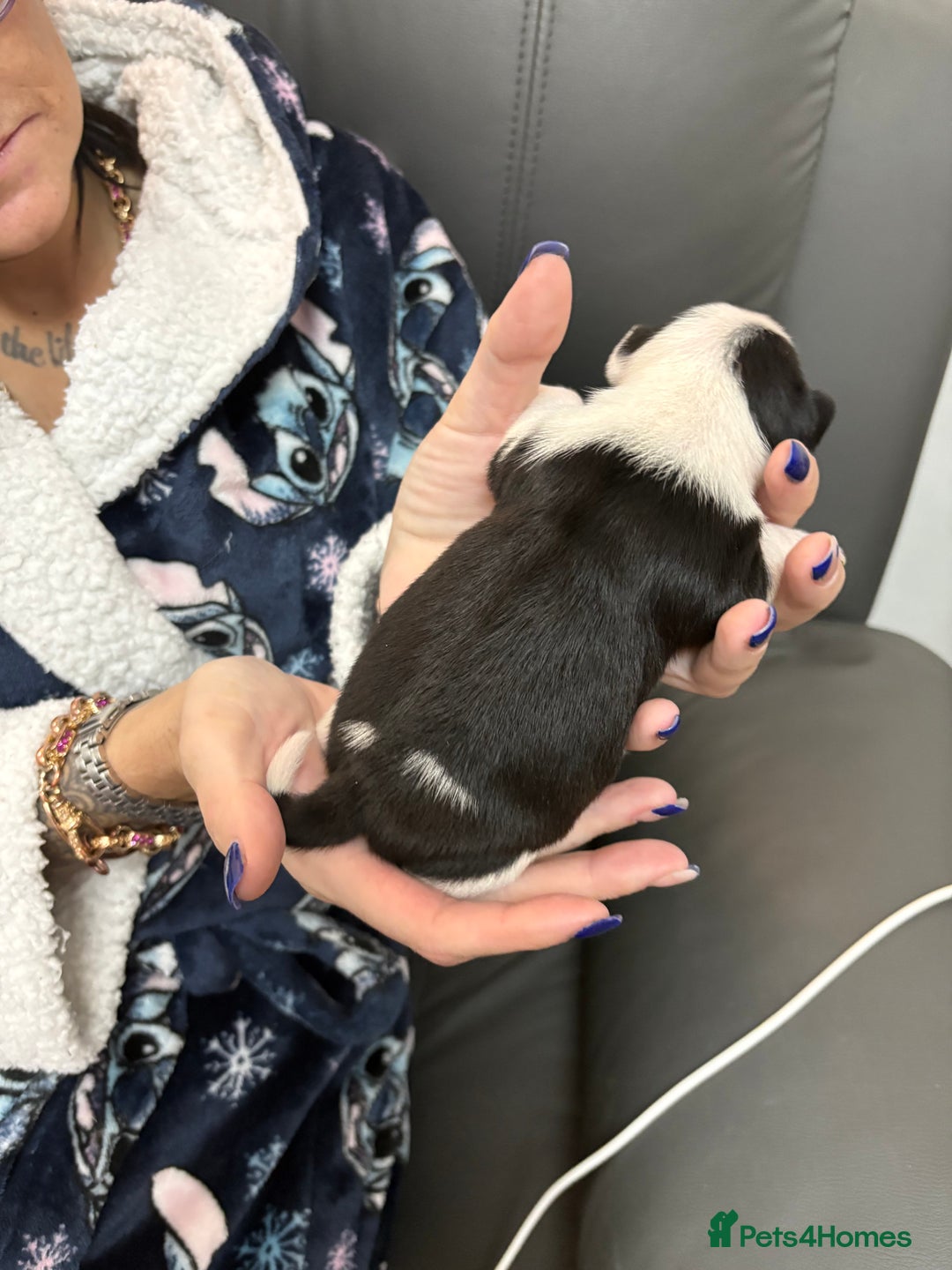 Mixed Breed dogs for sale: jackhuahua Pups - Image 16