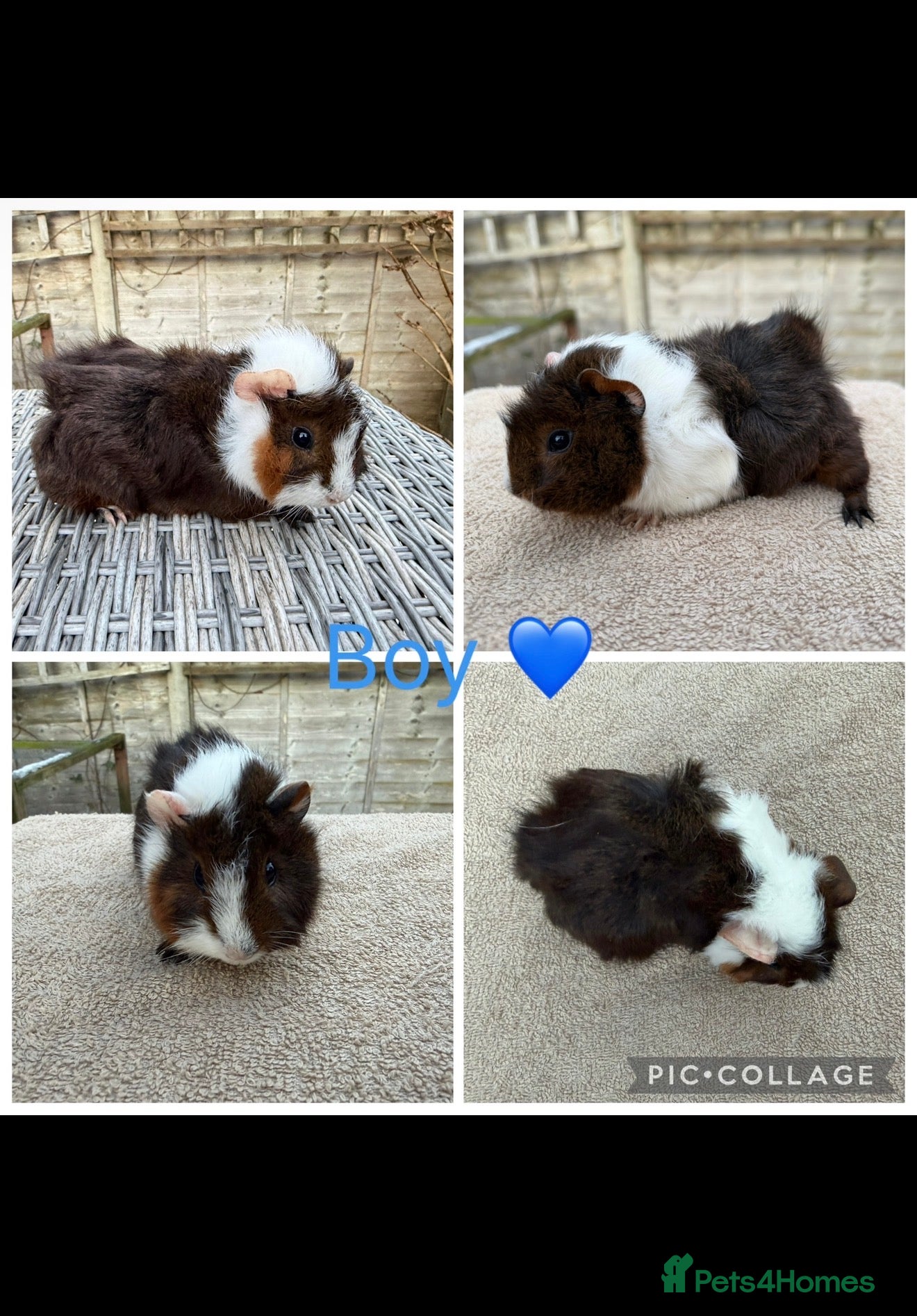 Guinea Pig rodents Male & Female Guinea pigs(Teddy,Funky,Abby,Smooth) - Advert 8