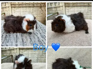 Guinea Pig rodents Male & Female Guinea pigs(Teddy,Funky,Abby,Smooth) - Advert 8