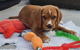 Bocker dogs for sale: Beautiful Bocker Boys - Ready Now - Image 22