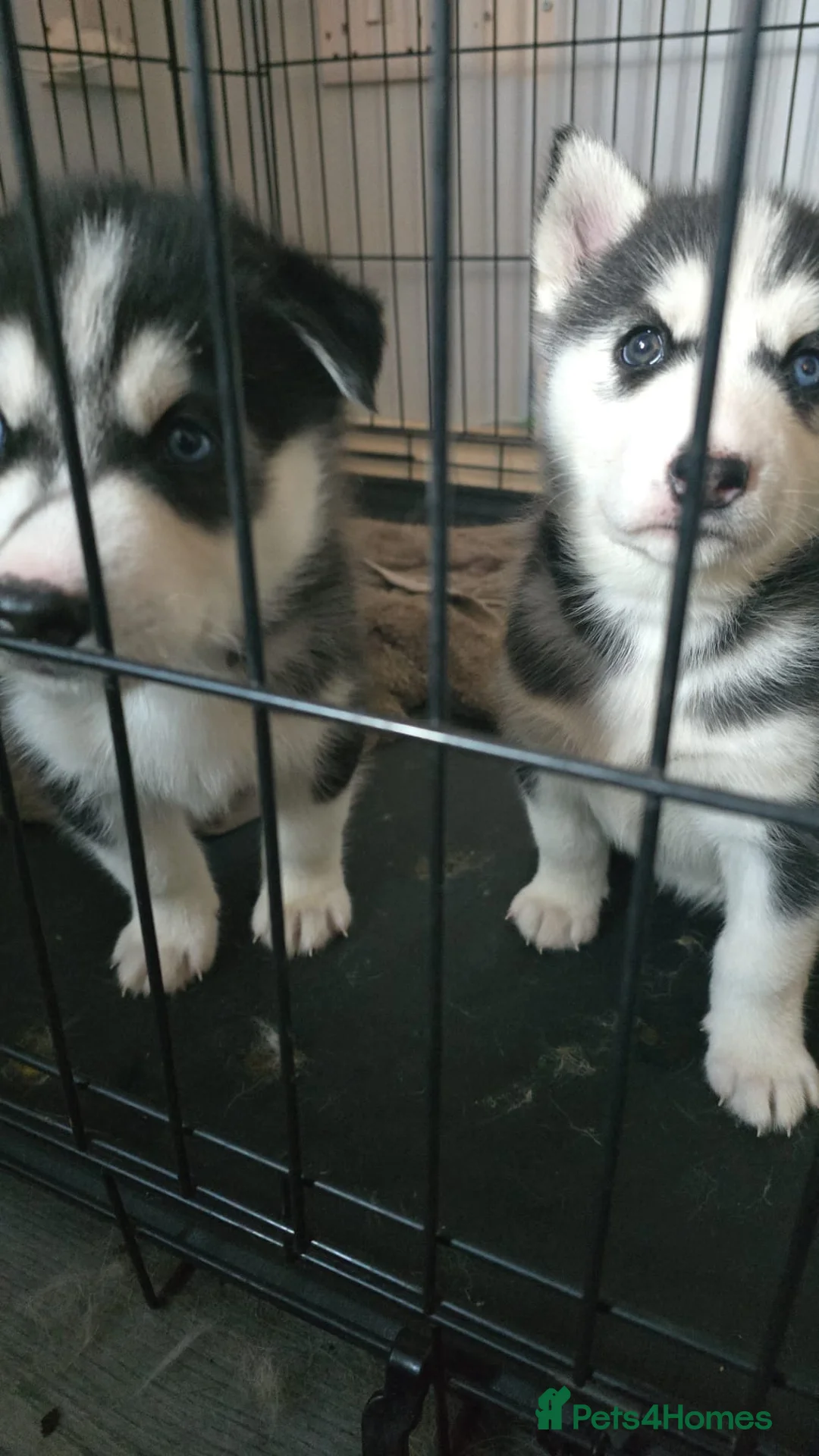 Siberian Husky dogs for sale: 2 husky pups for sale  - Advert 25