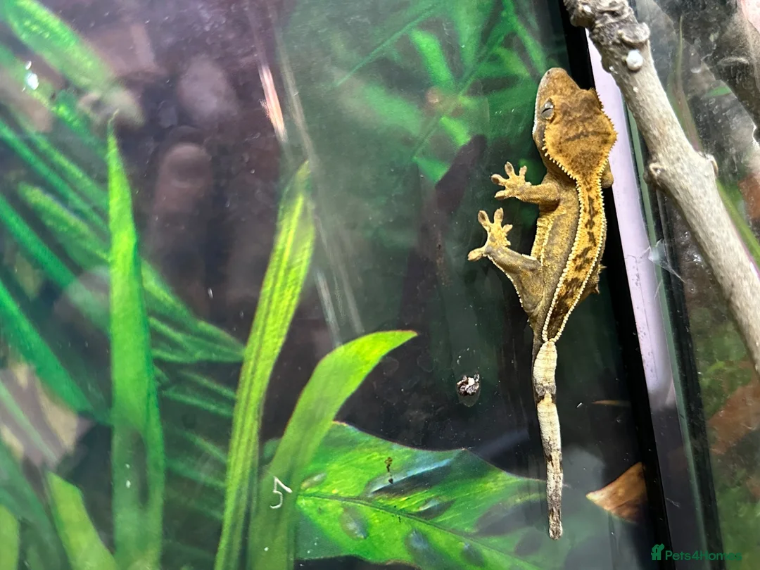 Gecko reptiles for sale: Baby Crested Geckos   - Advert 1