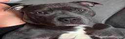 Staffordshire Bull Terrier dogs for sale: Blue Staffordshire bull terrier rehoming  - Advert 3