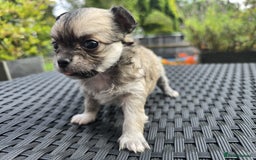 Chihuahua dogs for sale: Beautiful fluffy long haired chihuahuas - Image 26