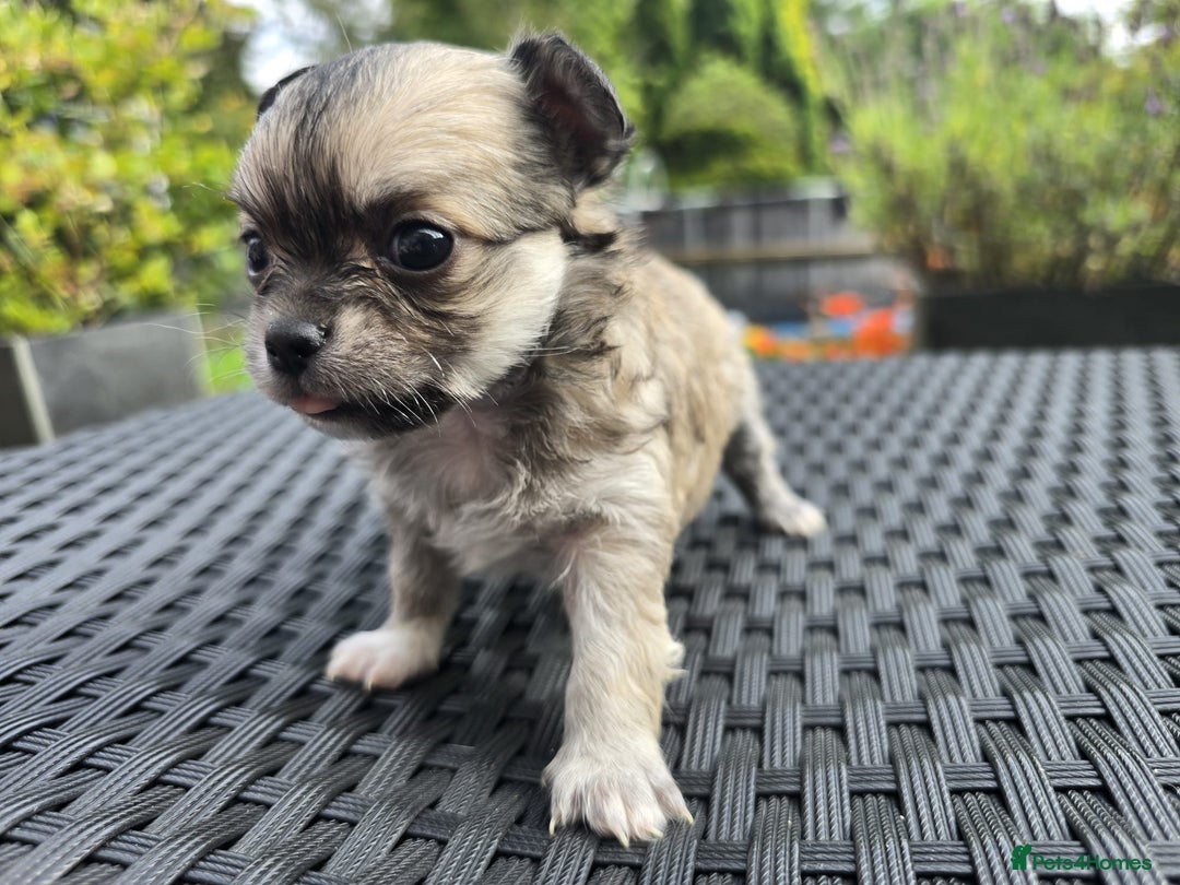 Chihuahua dogs for sale: Beautiful fluffy long haired chihuahuas - Image 26