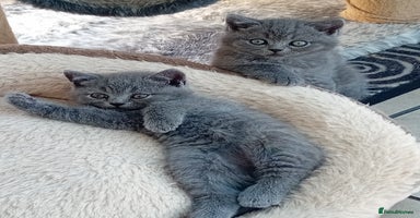 British Shorthair cats - Advert 14
