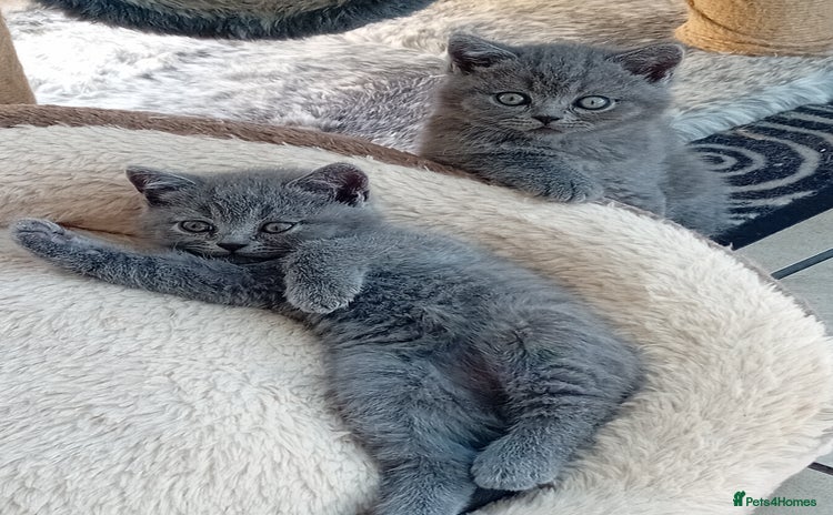 British Shorthair cats - Advert 4