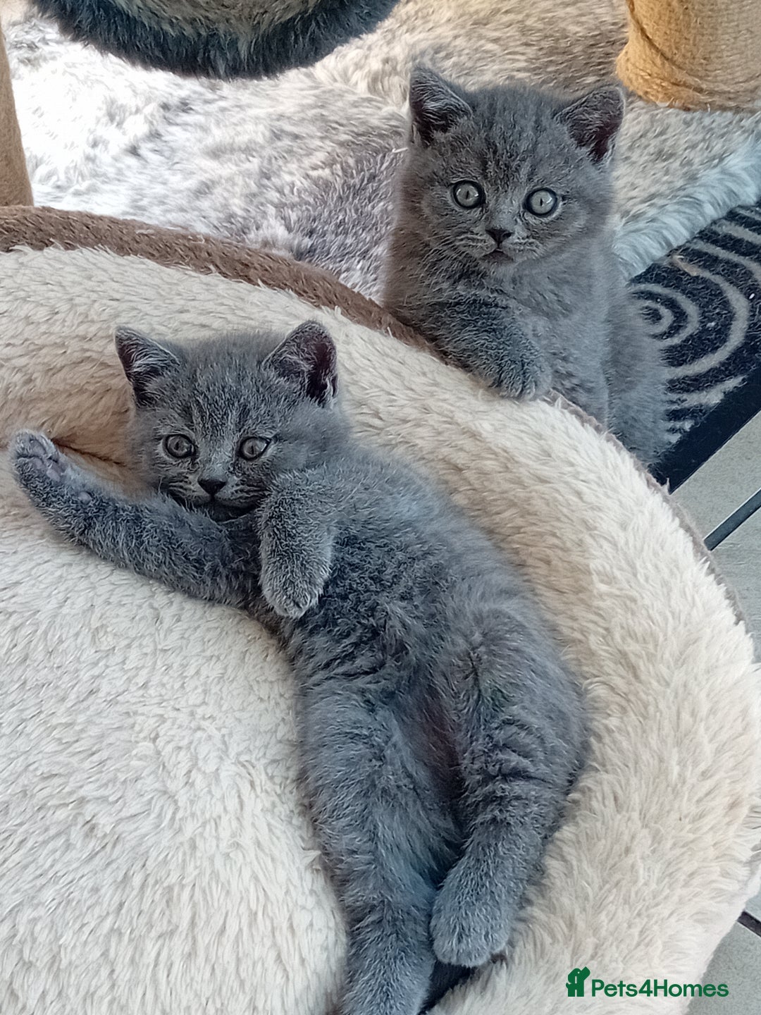 British Shorthair cats for sale: Beautiful British short-hair kittens  - Image 1