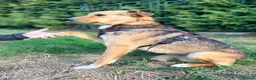 Mixed Breed dogs for adoption: ❤️🐶 TIFFANY – CALM LIKE A LITTLE BUDDHA - Advert 12