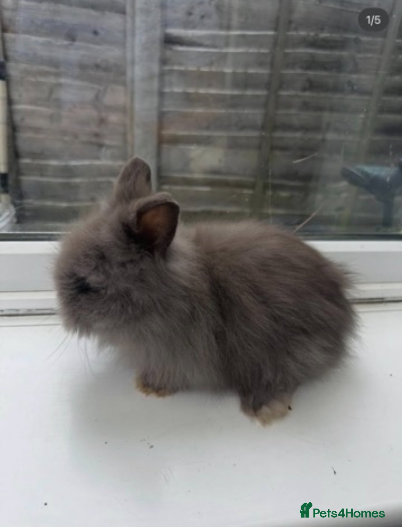 Dwarf Lop rabbits Storm- 8 week old boy - colour blue  - Advert 6
