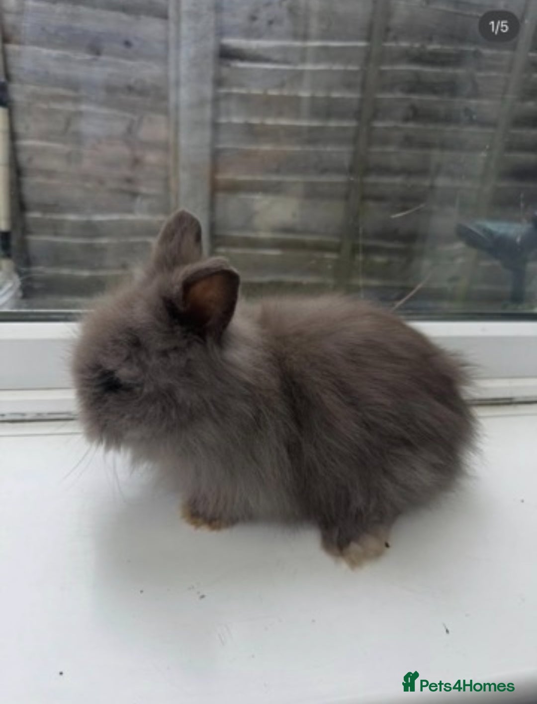 Dwarf Lop rabbits for sale: Storm- 8 week old boy - colour blue  - Advert 1