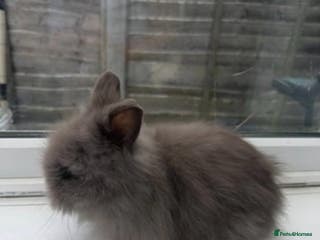 Dwarf Lop rabbits Storm- 8 week old boy - colour blue - Advert 2