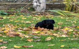 Cocker Spaniel dogs for sale: KC Reg Working Cocker Spaniels - Image 11