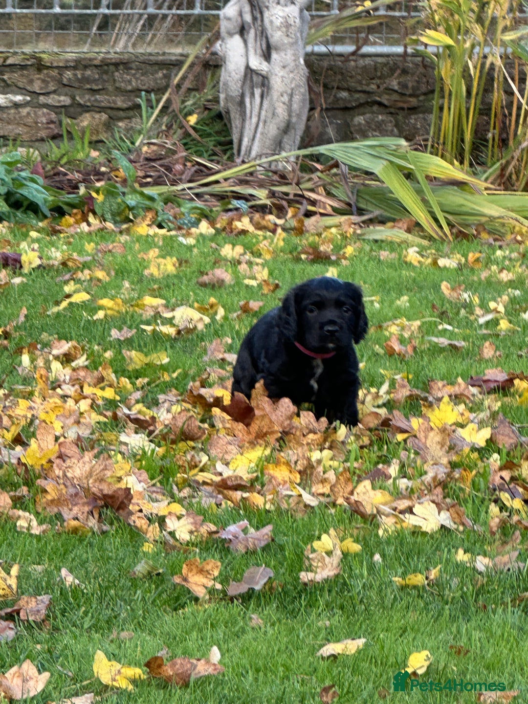 Cocker Spaniel dogs for sale: KC Reg Working Cocker Spaniels - Image 11