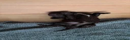 Sproodle dogs for sale: Last Litter of Sproodles  - Advert 6
