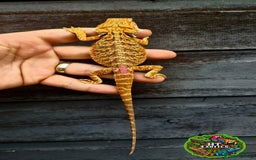 Bearded Dragon reptiles for sale: Bearded dragons for sale (Price reduced) - Image 9