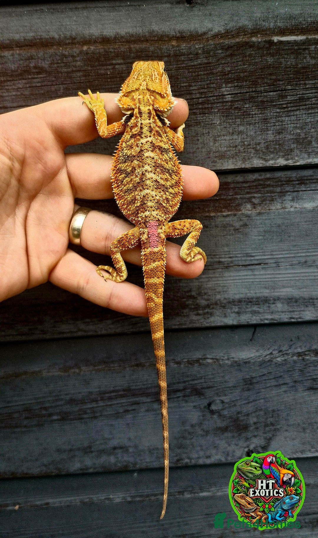 Bearded Dragon reptiles for sale: Bearded dragons for sale (Price reduced) - Image 9
