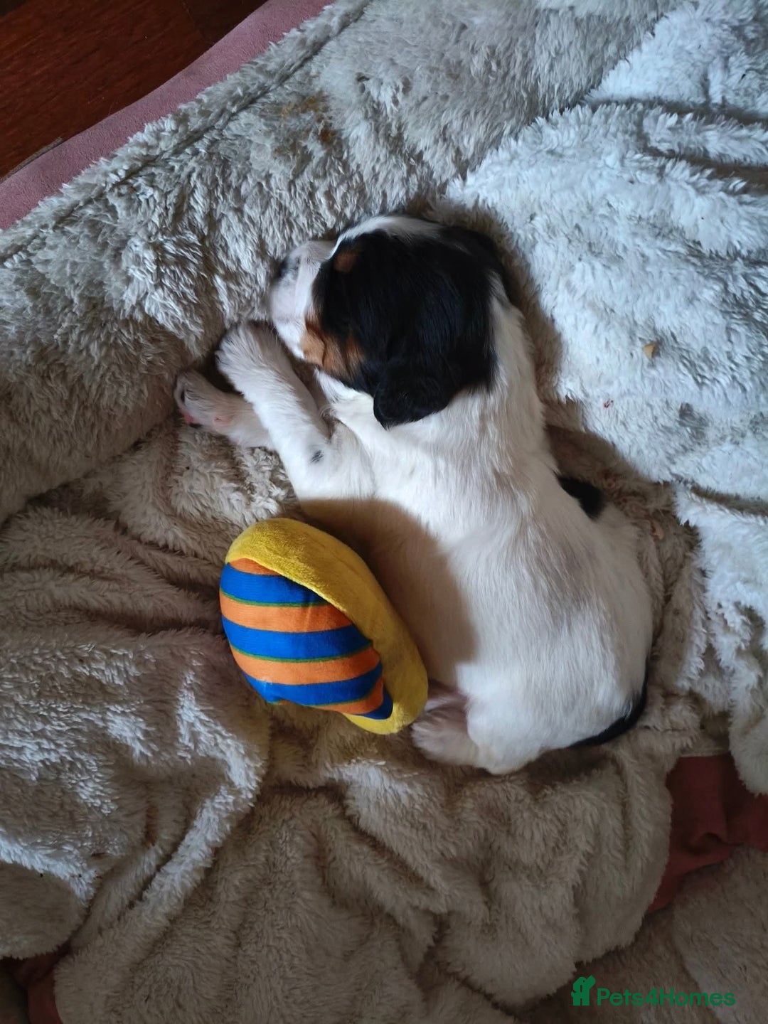 Mixed Breed dogs for sale: Male Cocker Bassett x Shichon tri colour puppy - Advert 6