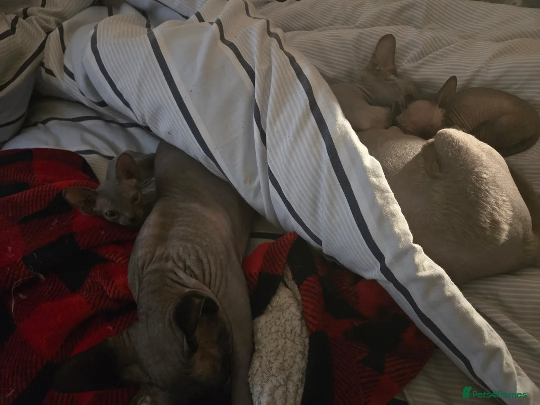 Sphynx cats for sale: Two male sphynx kittens for sale - Advert 11