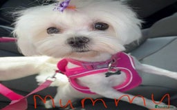 Maltese dogs for sale: KC Reg Korean Maltese girls - Image 24