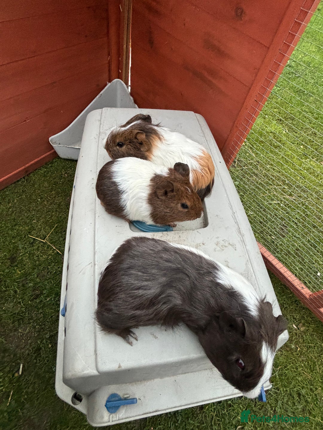 Guinea Pig rodents for sale: Baby guinea pigs  - Advert 2