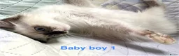 Ragdoll cats for sale: Socialised Baby Ragdoll Kittens ready now  - Advert 29
