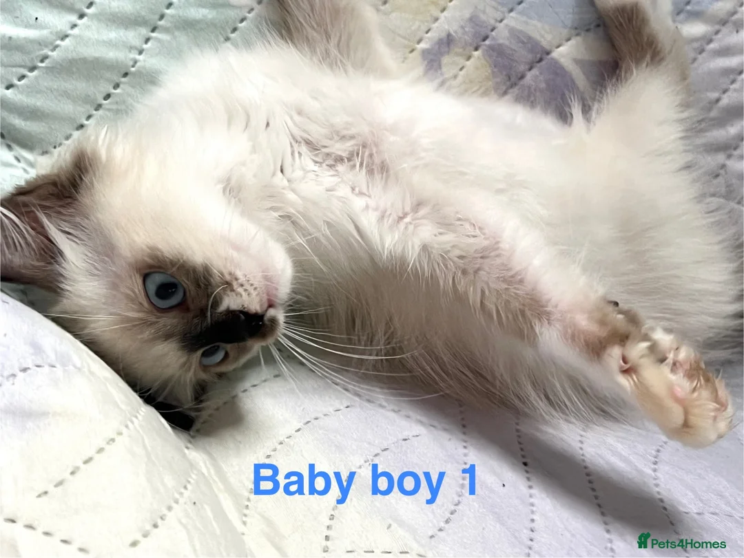 Ragdoll cats for sale: Socialised Baby Ragdoll Kittens ready now  - Advert 29