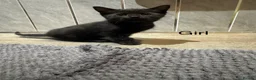 Mixed Breed cats for sale: Beautiful kittens looking for home ❤️ - Advert 24