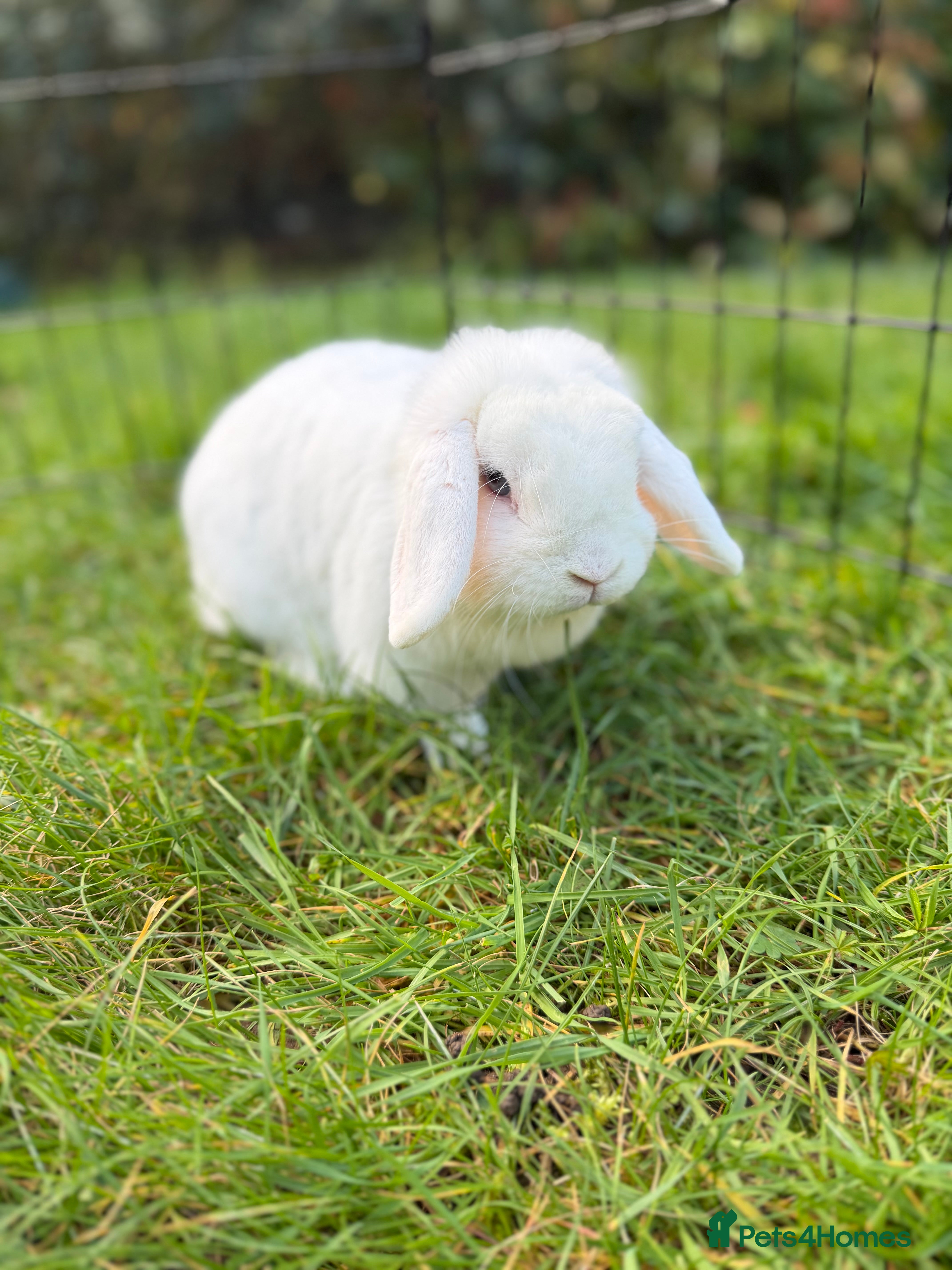 Mini Lop rabbits Beautiful blue eyed white doe, mini lop - Advert 1