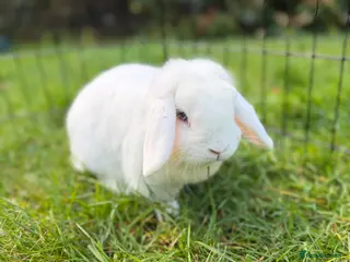 Mini Lop rabbits Beautiful blue eyed white doe, mini lop - Advert 1