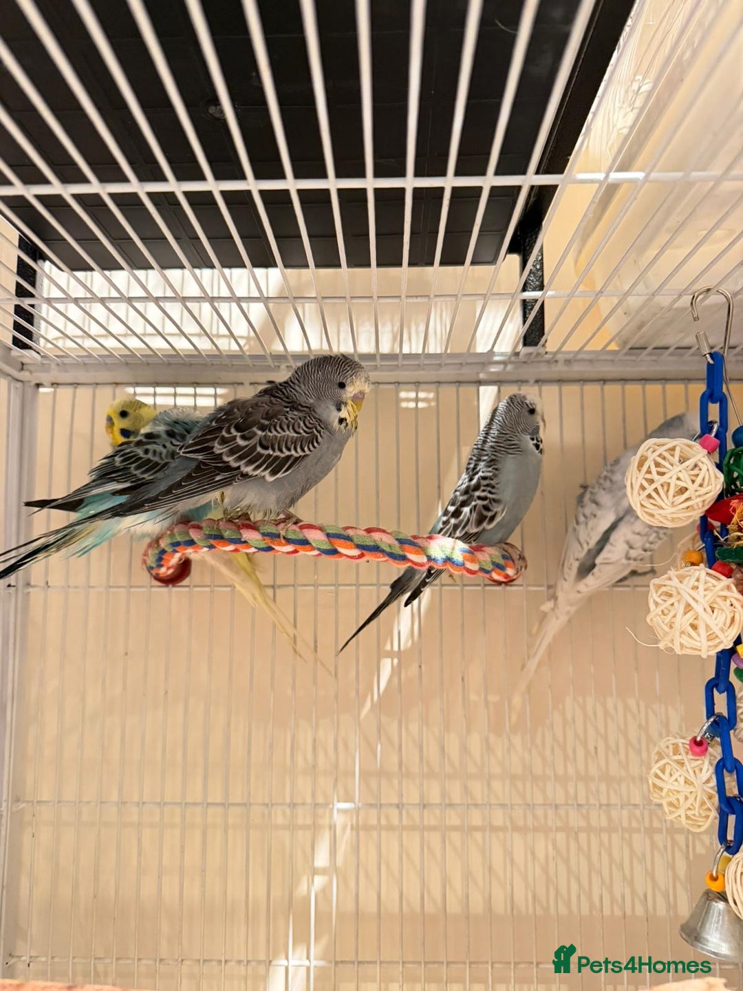 Budgerigars birds for sale: Blue and Green Budgies for Sale!! - Advert 3