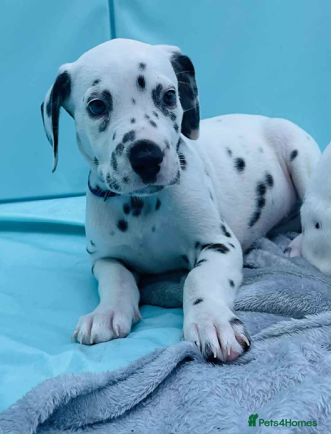Dalmatian dogs for sale: Dalmatian puppies  - Image 25