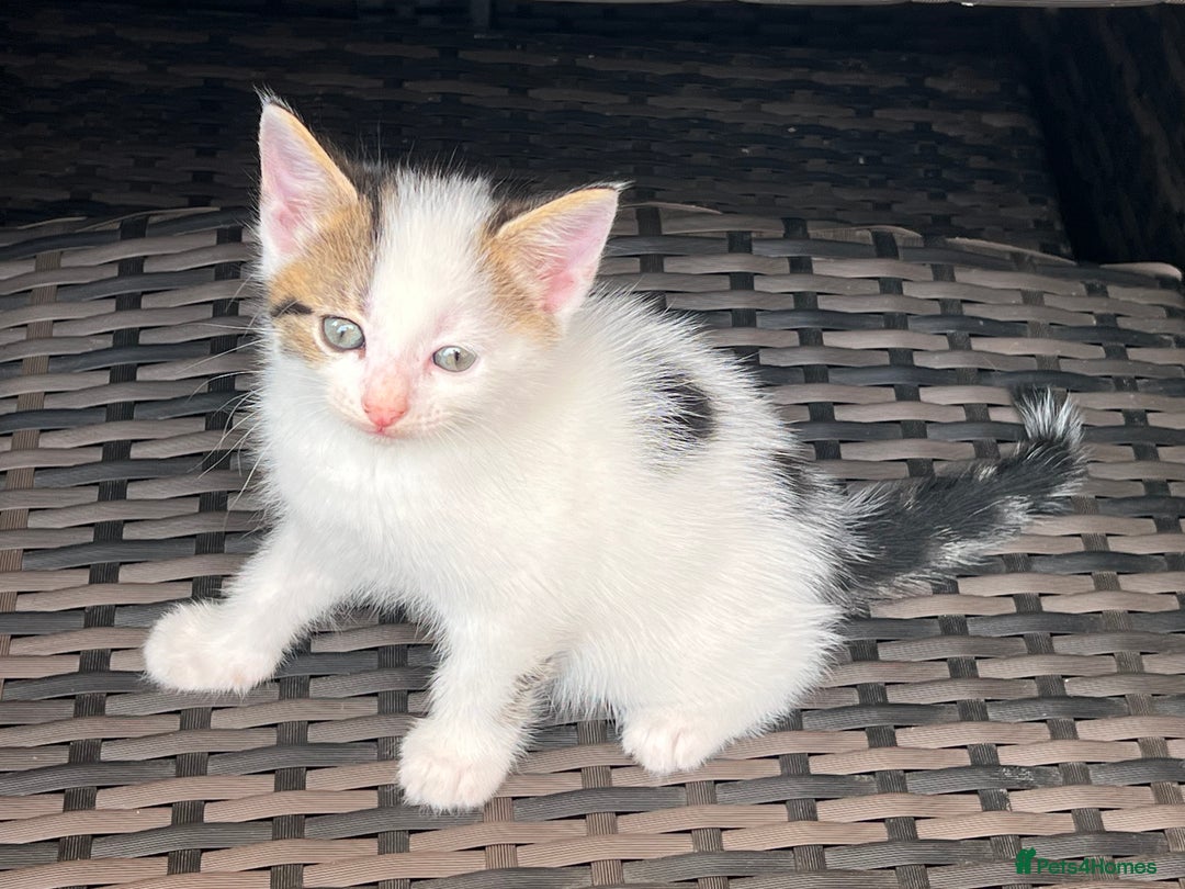 Mixed Breed cats for sale: Mixed fluffy kittens  - Image 12