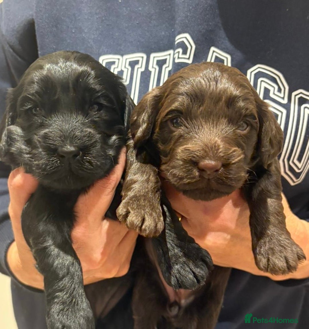 Cockapoo dogs for sale: Stunning cockapoo girls with health tested parents - Advert 14