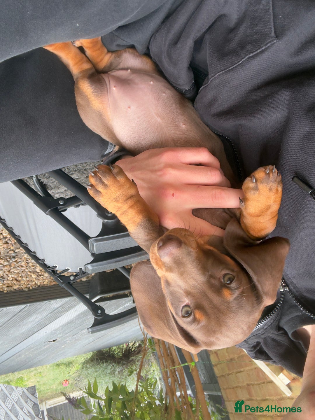 Dachshund dogs for sale: Chocolate dachshund female - Image 4