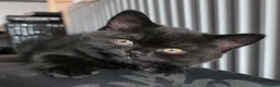 British Shorthair cats for sale: Rare Colour Black British Shorthair Kitten - Advert 9