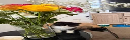 Mixed Breed cats for sale: Snowshoe kittens  - Advert 13