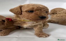 Poochon dogs for sale: F1 Poochon Puppies - 1 boy left - Image 11