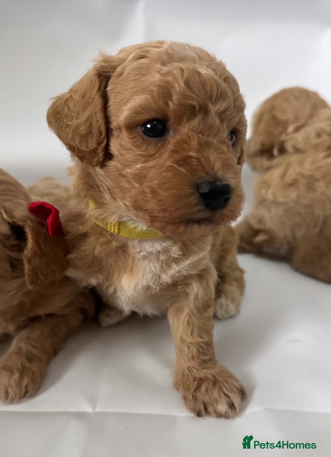 Poochon dogs for sale: F1 Poochon Puppies - 1 boy left - Image 11