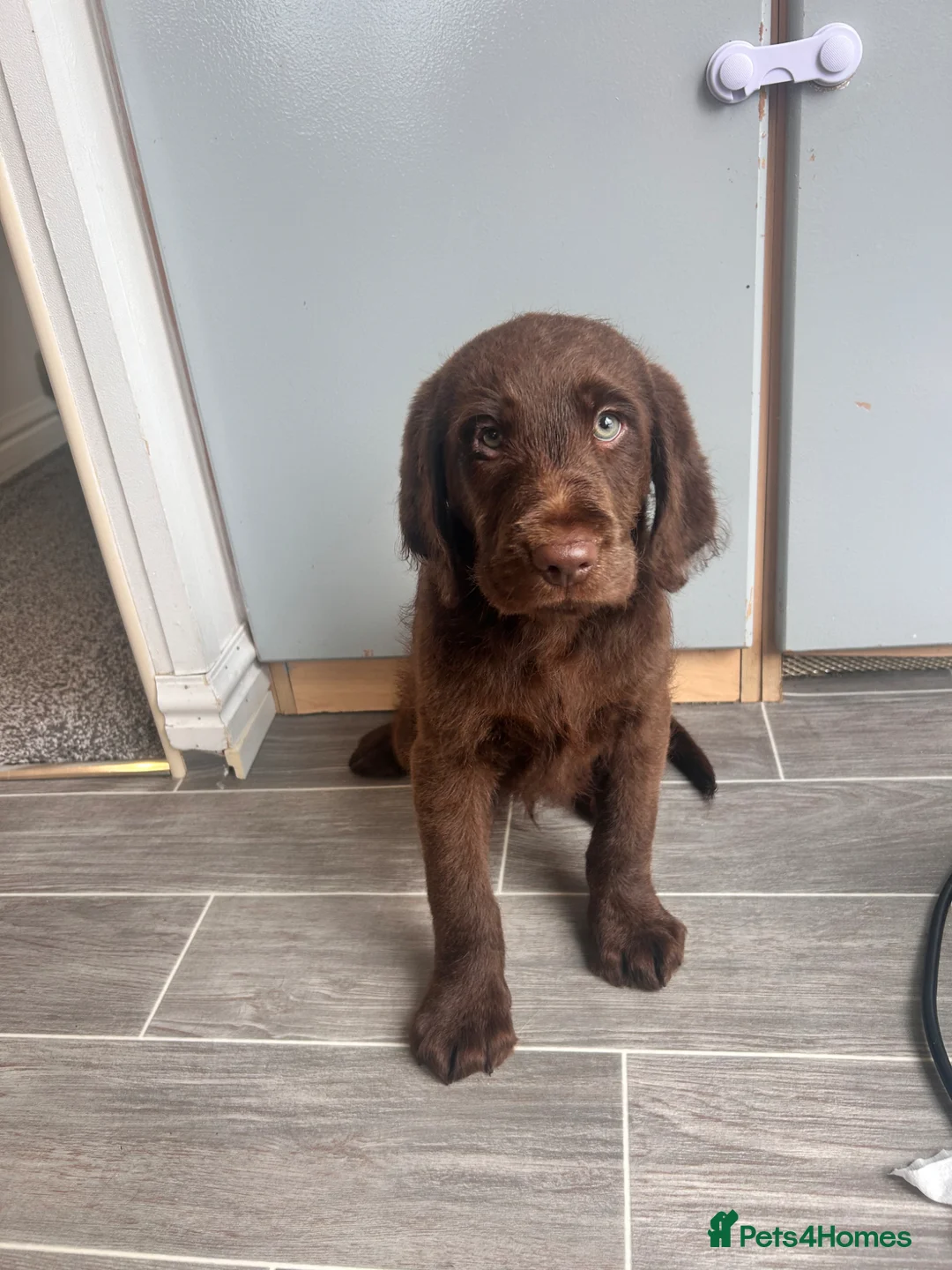 Labradoodle dogs for sale: Labradoodle Male  - Advert 2