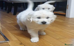 Golden Retriever dogs for sale: STUNNING CHUNKY CREAM PUPPIES  - Image 1