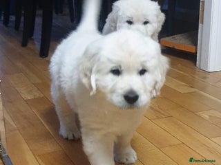 Golden Retriever dogs - Advert 2