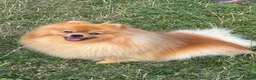 Pomeranian dogs for sale: Beautiful orange Pom girl for sale  - Advert 6