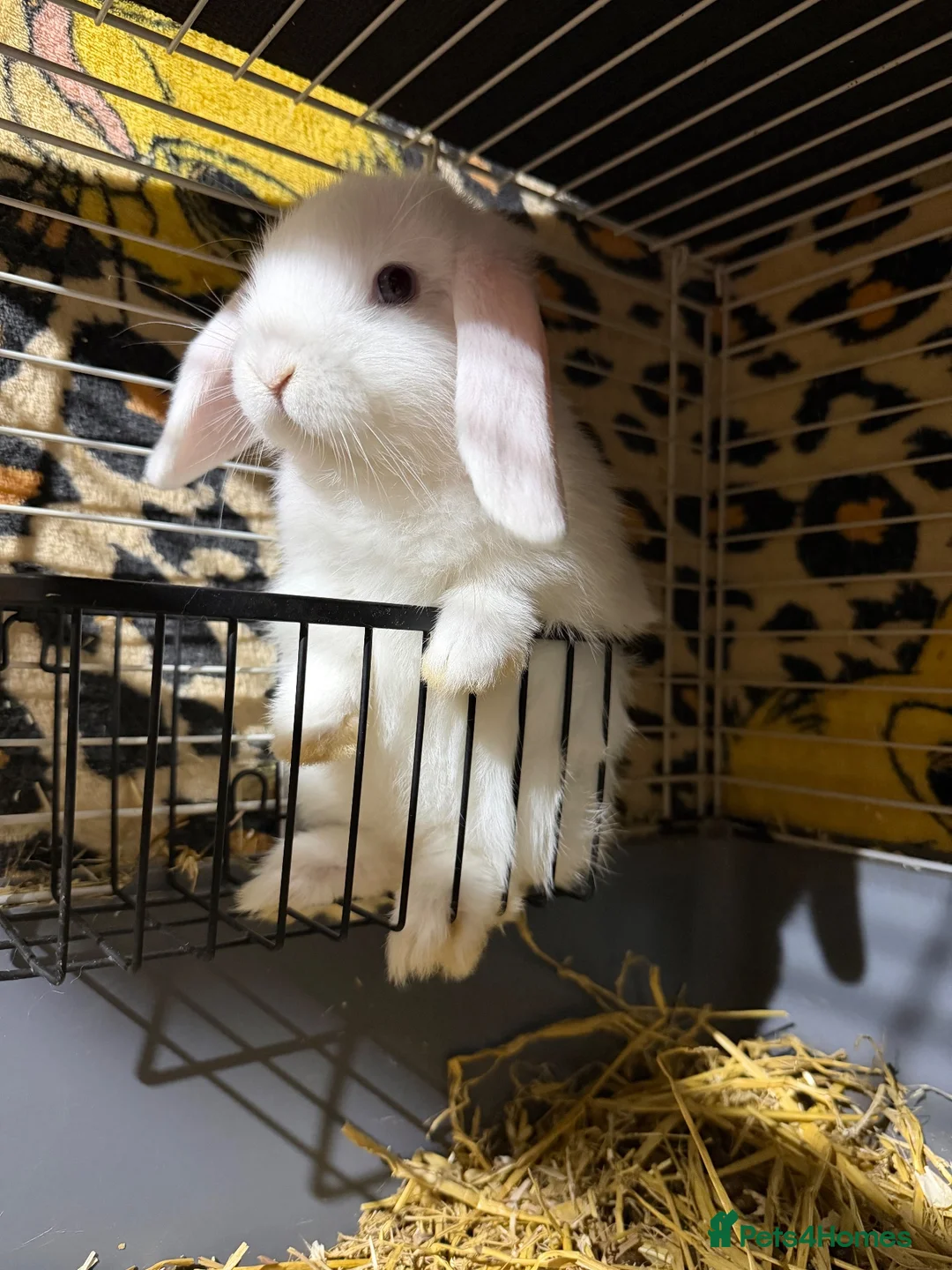 Mini Lop rabbits for sale: Minilop boy ready now  - Advert 1