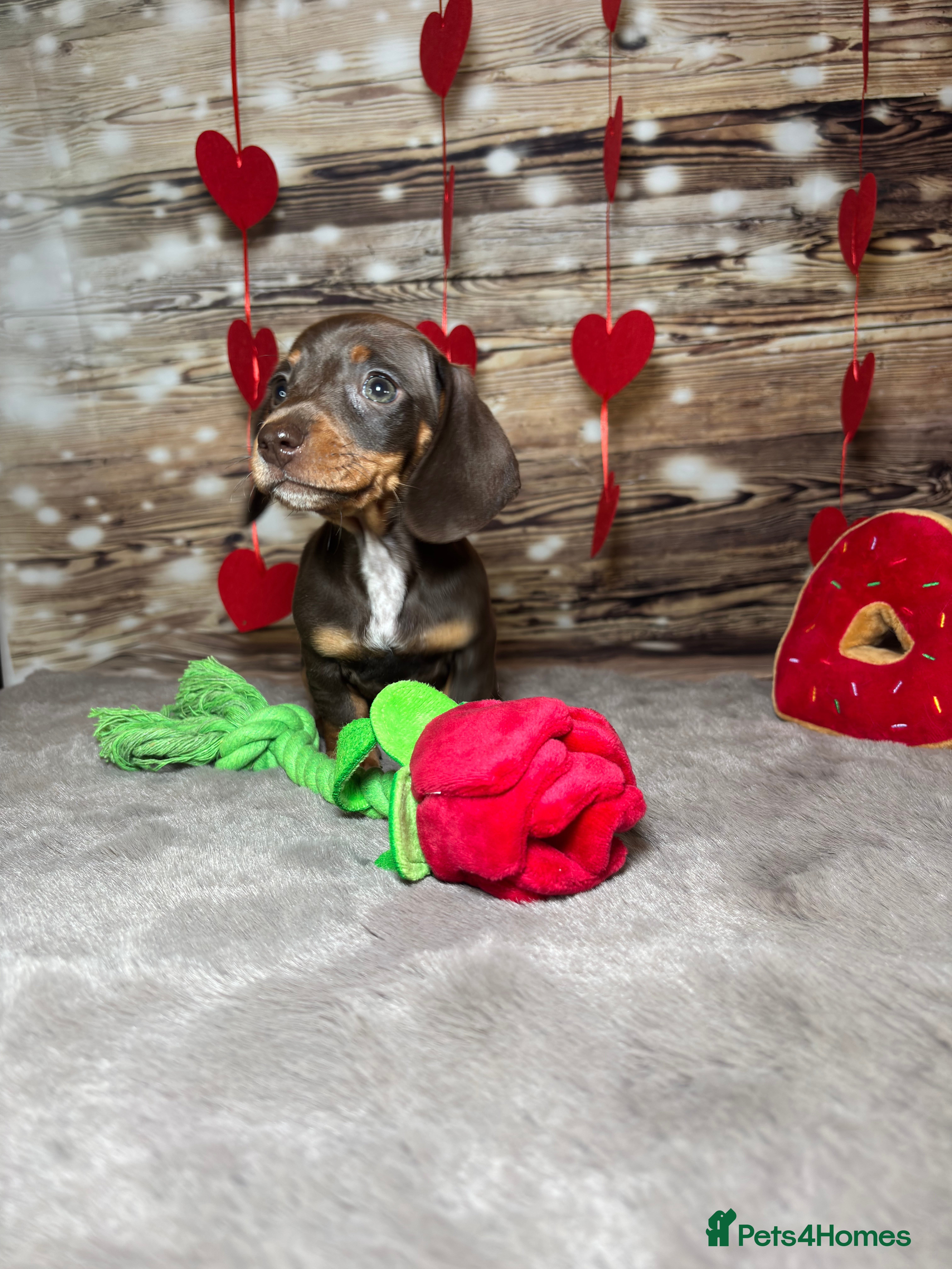 Miniature Dachshund dogs Outstanding tiny smooth coat dachshund  - Advert 1