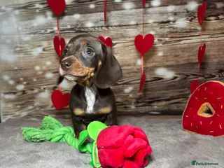 Miniature Dachshund dogs Outstanding tiny smooth coat dachshund - Advert 1