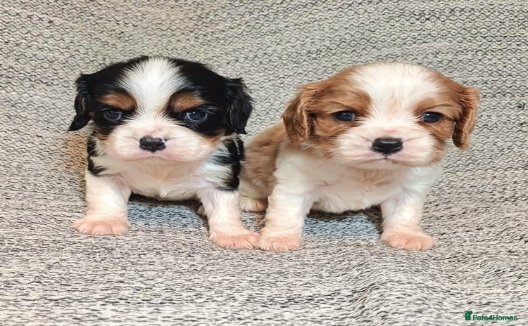 Cavalier King Charles Spaniel dogs - Advert 9