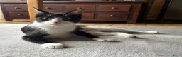 Mixed Breed cats for adoption: Teen Beauty Queen - Advert 6