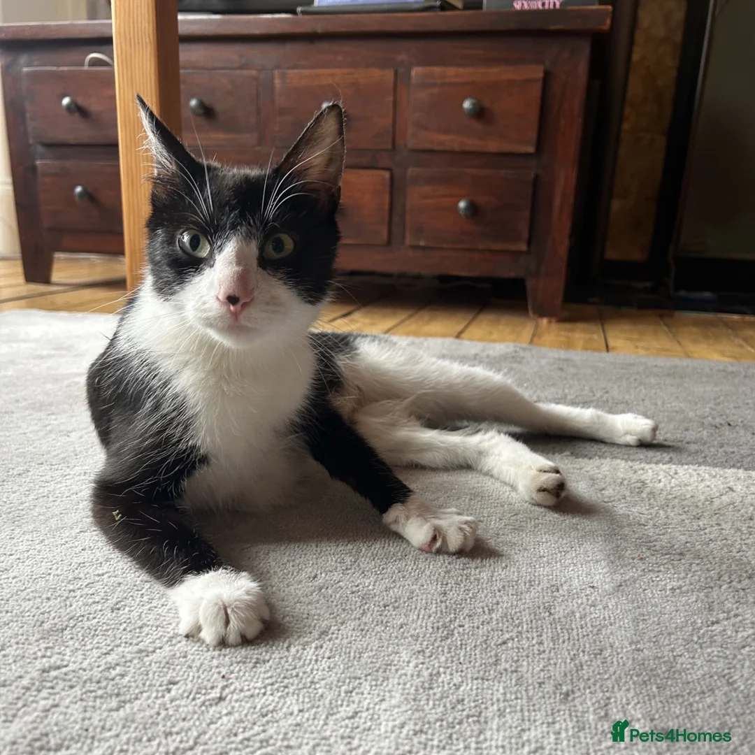 Mixed Breed cats for adoption: Teen Beauty Queen - Advert 6