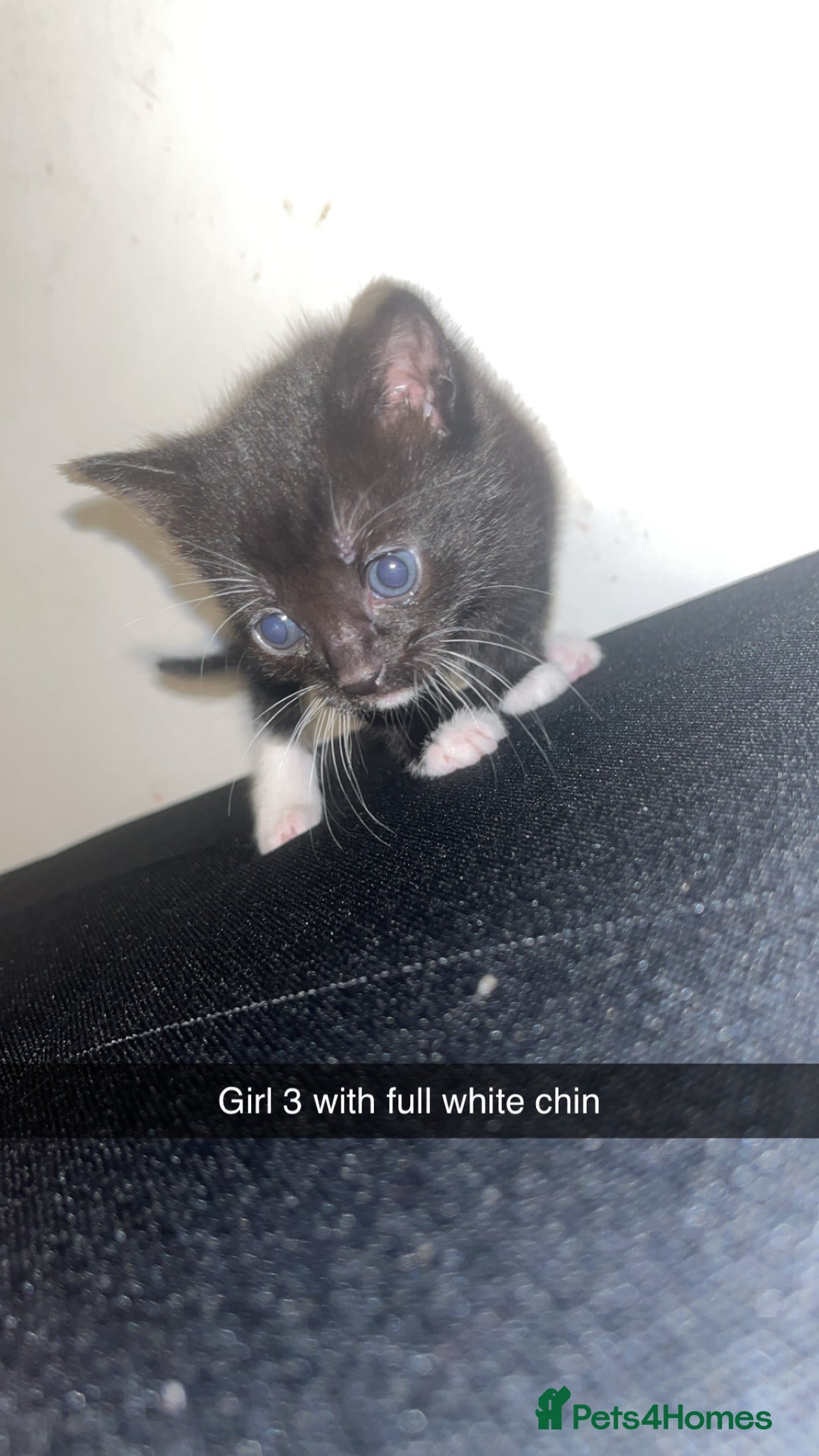 Mixed Breed cats for sale: Black&White kittens - Advert 5